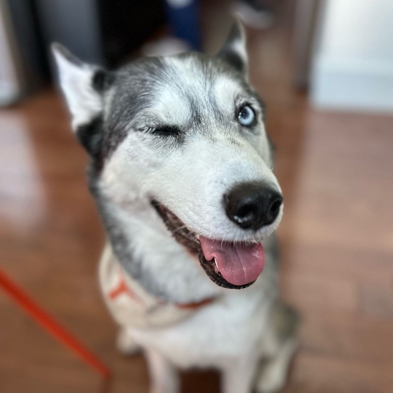 Kona, a husky, winking